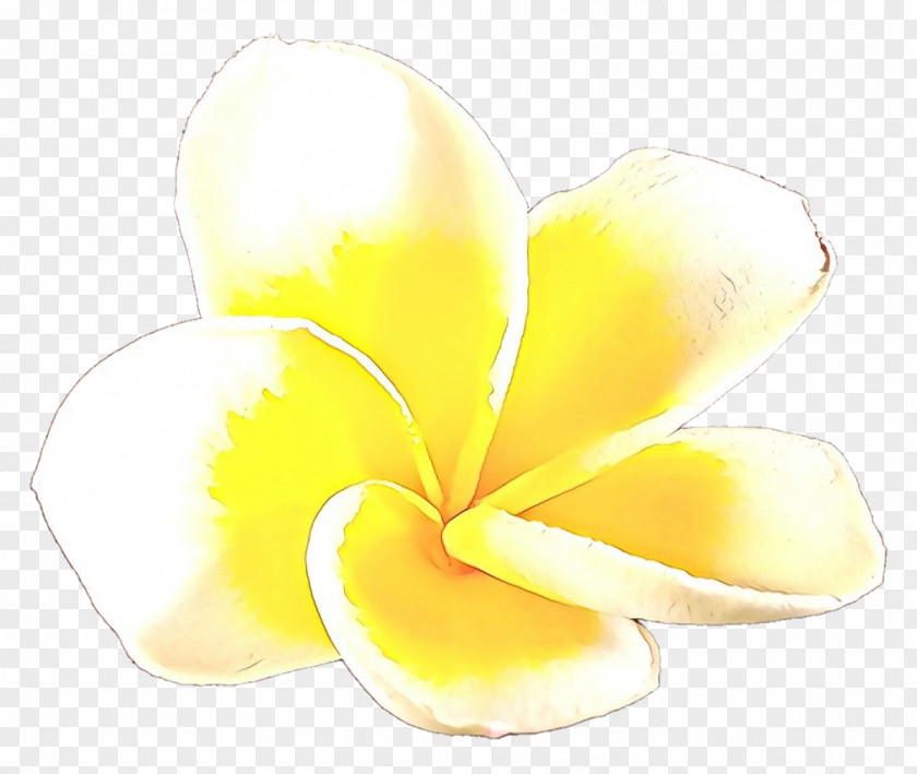 Plant Flower Frangipani Yellow Petal PNG
