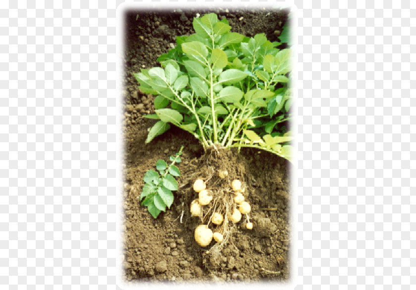 Potatoes Plant Images Leaf Vegetable Herb Soil PNG