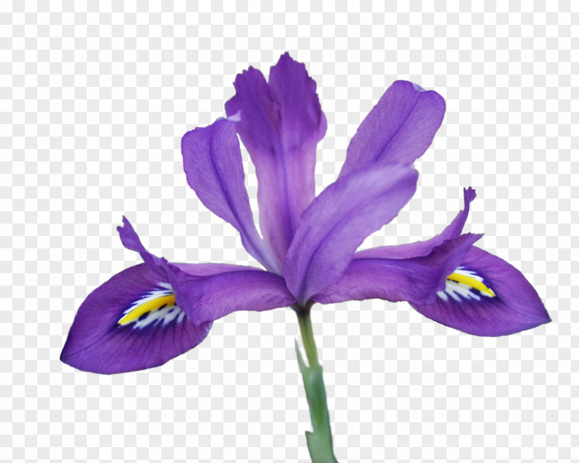 Batik Transparency And Translucency Northern Blue Flag Clip Art Netted Iris Flower Data Set PNG