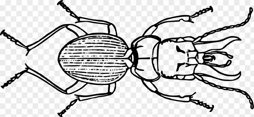 Beetle Volkswagen Mecynognathus Damelii Clip Art PNG