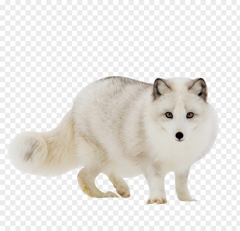 Cute White Fox Arctic Red Gray Wolf PNG