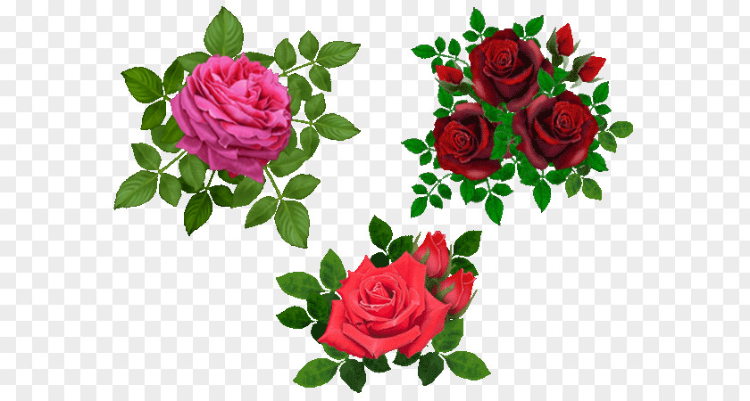 Flower Beach Rose Clip Art PNG