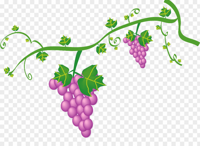 Grape Euclidean Vector PNG