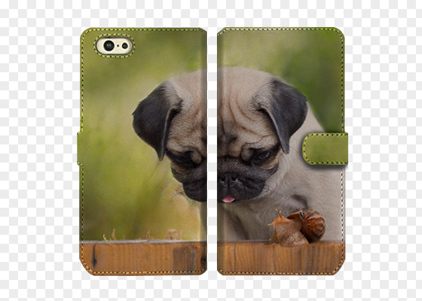 Puppy Pug Papillon Dog Veterinarian Kitten PNG