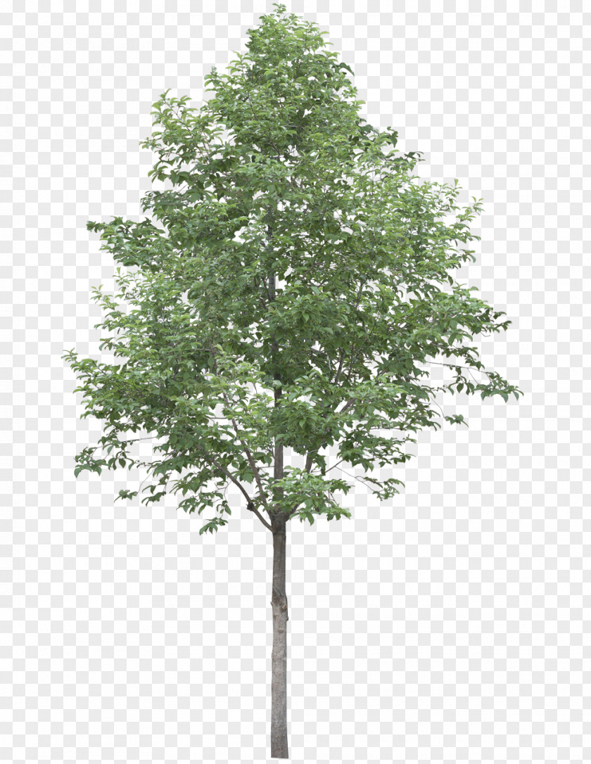 Tree Watercolor Populus Alba Oak Stock Photography Clip Art PNG