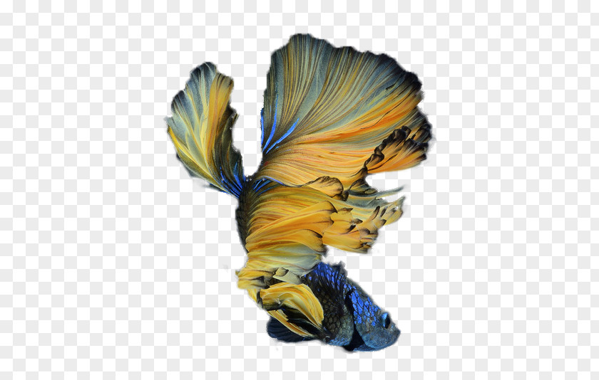 Betta Siamese Fighting Fish PNG