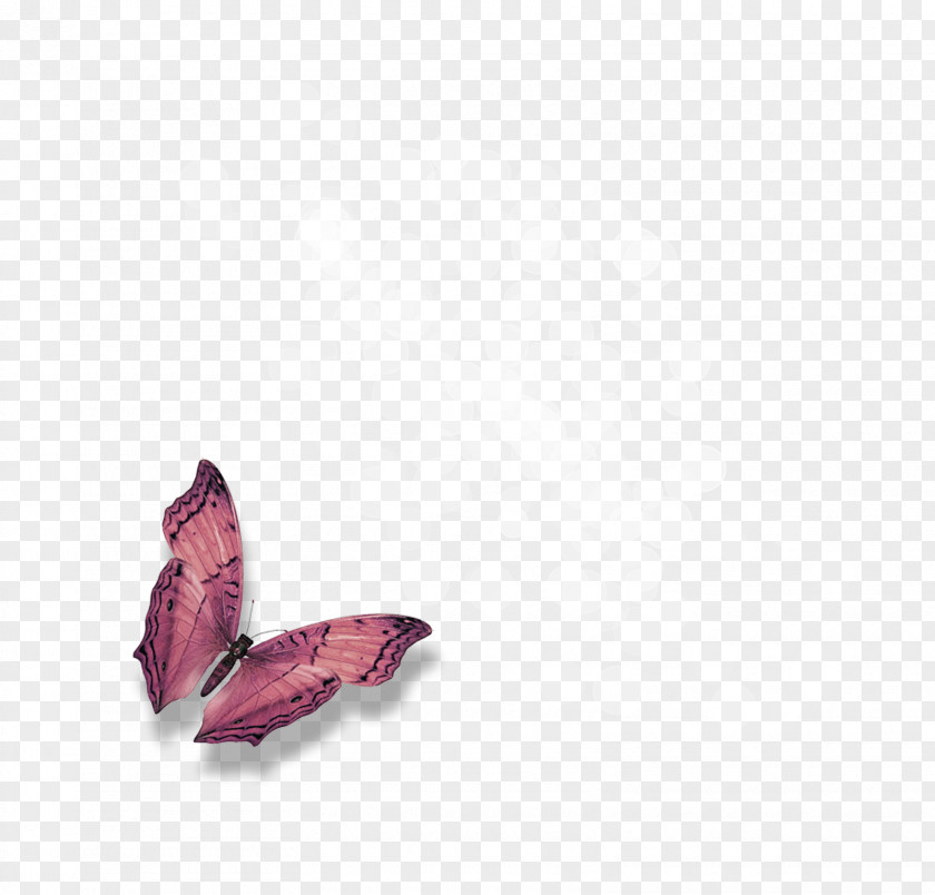 Butterflies Desktop Wallpaper YouTube Clip Art PNG