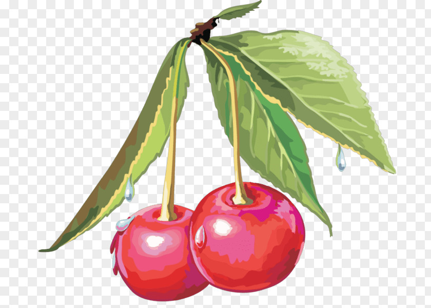 Cherry Cerasus Drawing Sweet Clip Art PNG