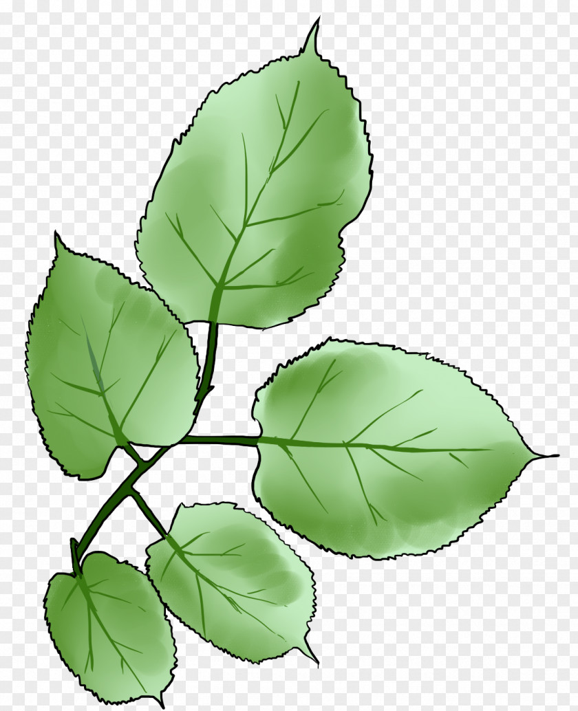 Chinese Mulberry Twig Harnham C Of E Junior School Clip Art Education PNG