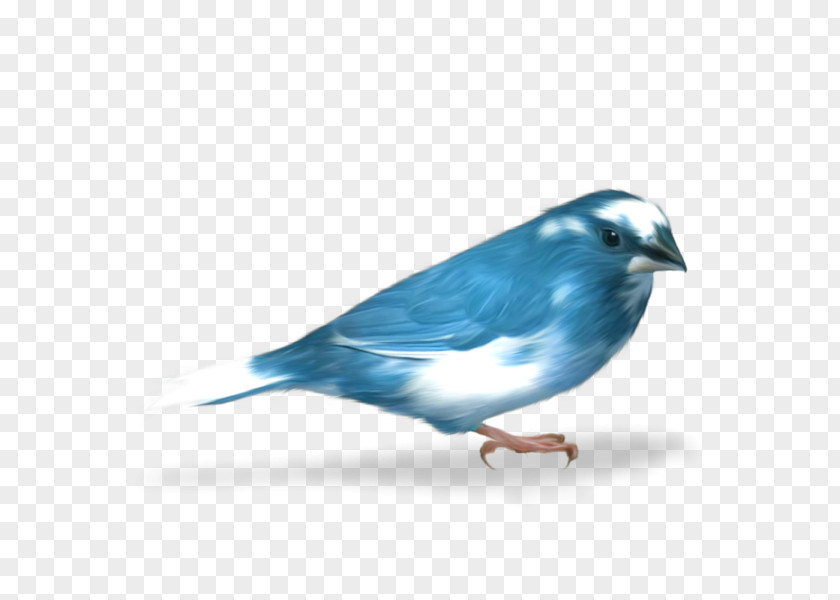 Creative Hand-painted Blue Bird Passerine Clip Art PNG