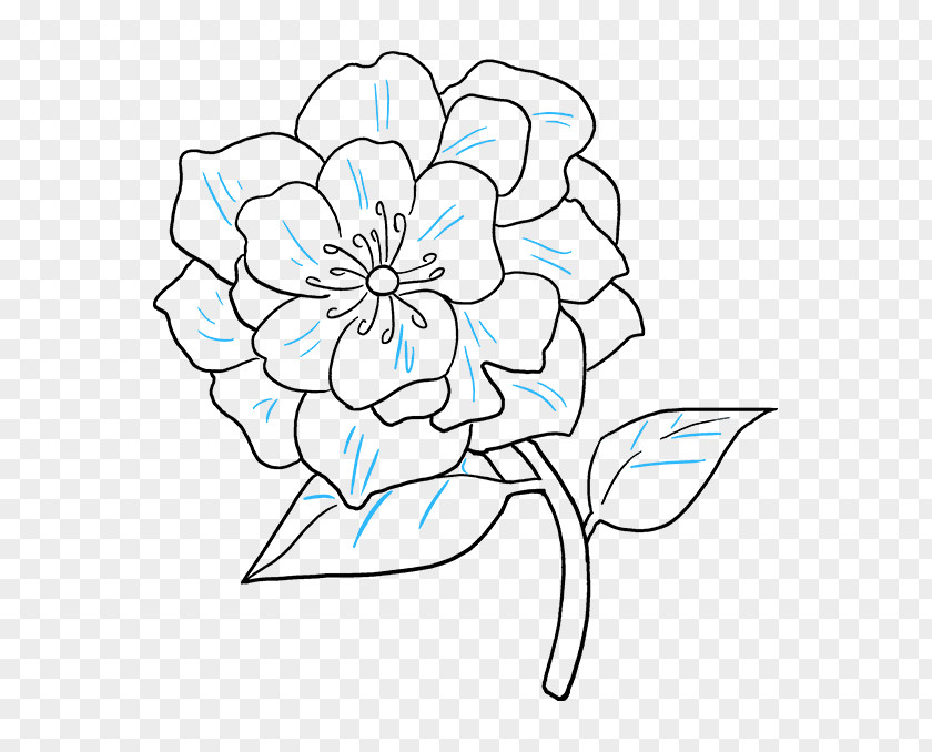 Peony Drawing Clip Art Line Image PNG