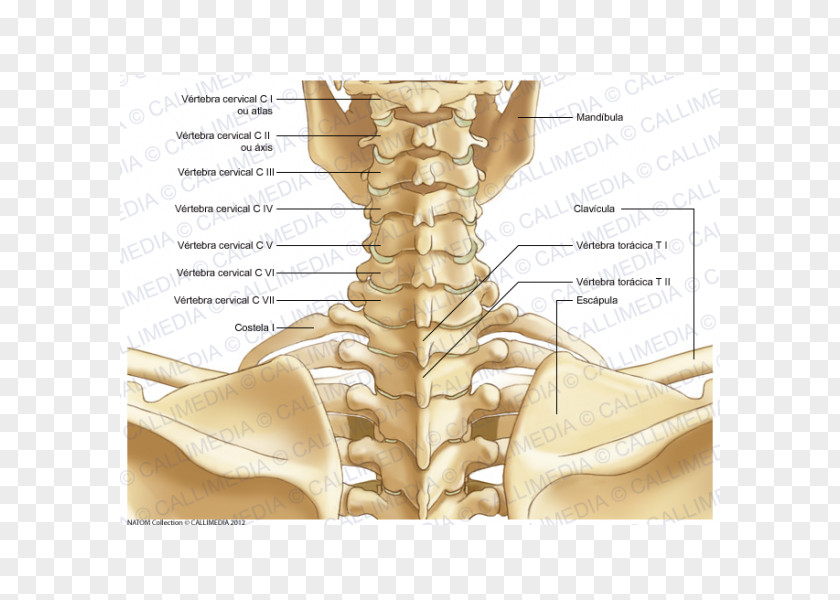 Skeleton Neck Bone Human Body Anatomy PNG