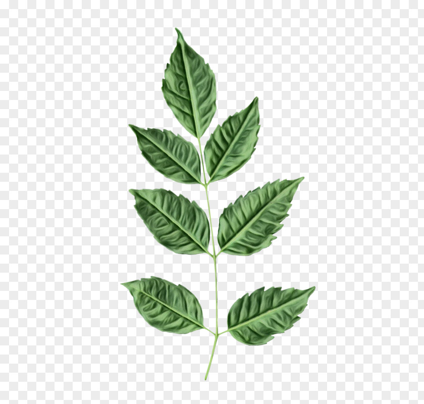 Woody Plant Tree Twig Background PNG