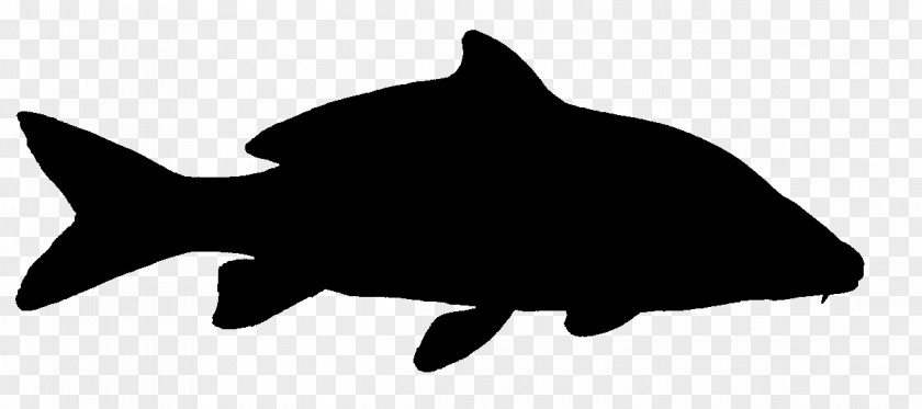 Dolphin Porpoise Dog Mammal Shark PNG