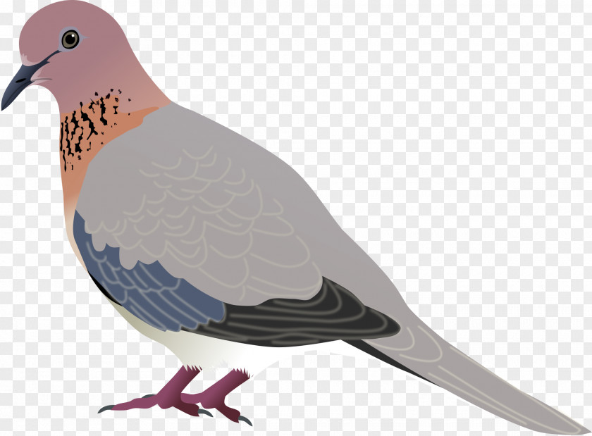 DOVE Bird Laughing Dove Mourning Eurasian Collared Clip Art PNG