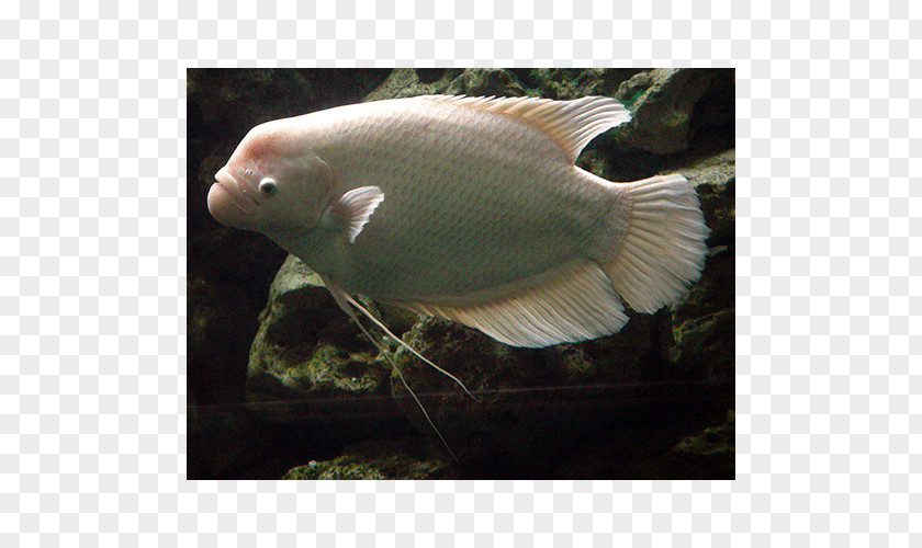 Fish Aquariums Giant Gourami Oscar PNG