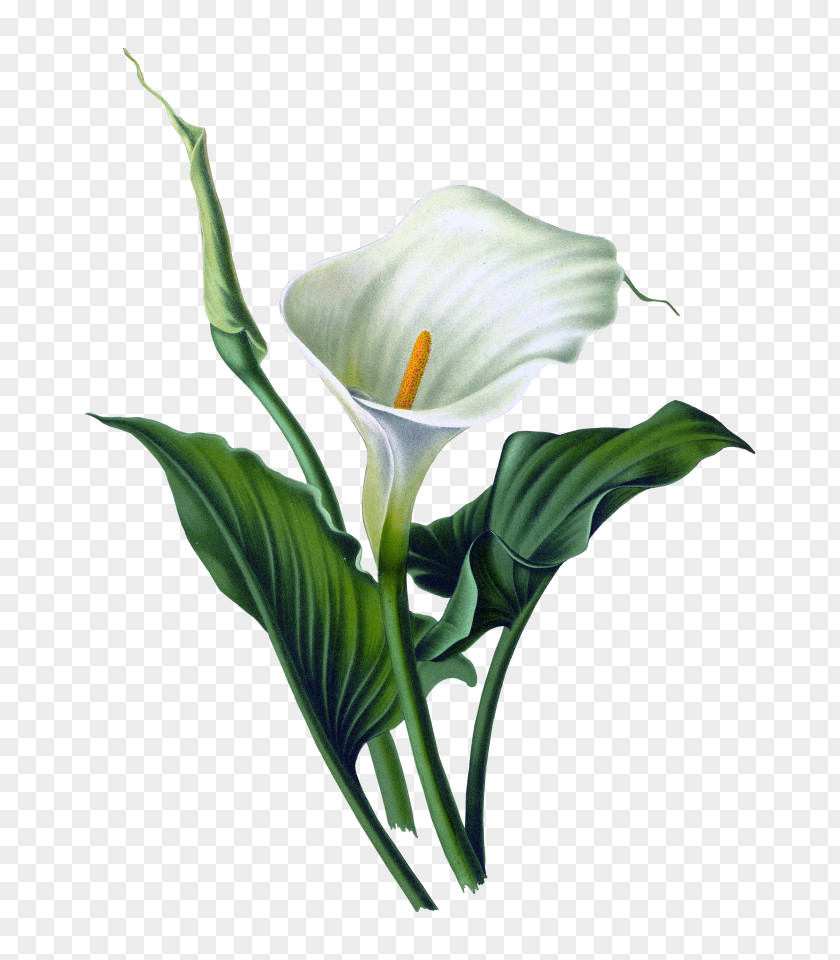 Lily Arum-lily Drawing Flower Canvas PNG