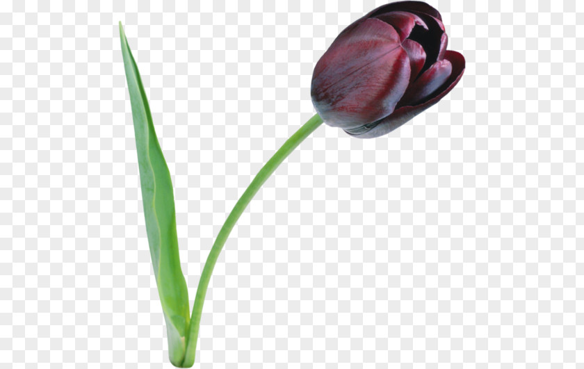 Tulip The Black Clip Art PNG