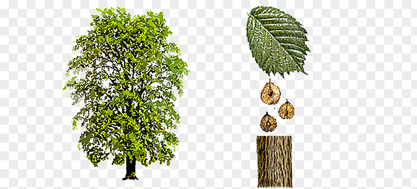 Ulmus Minor Glabra × Hollandica Tree Laevis PNG