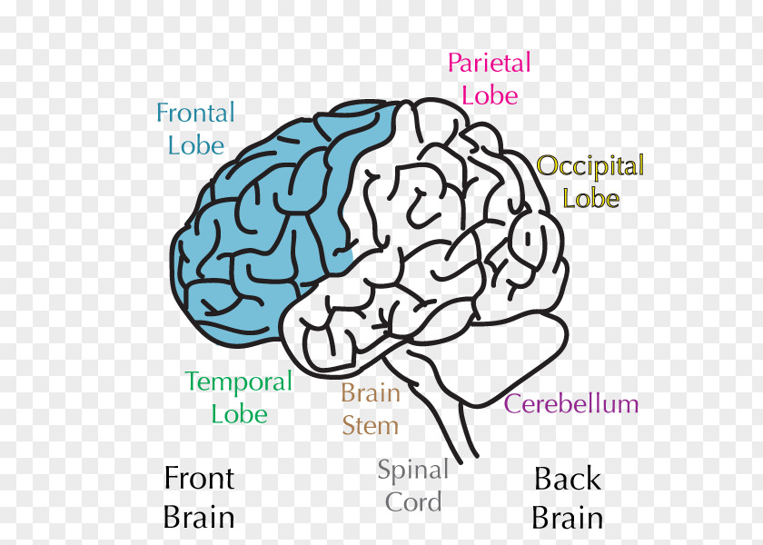 Brain Lobes Of The Frontal Lobe Temporal Parietal PNG