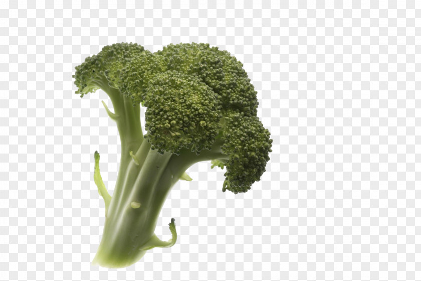 Broccoli Vegetable Fruit Plant PNG