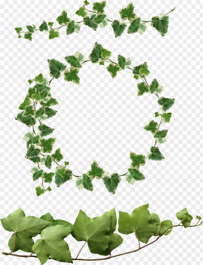 Ivy Common Leaf PNG