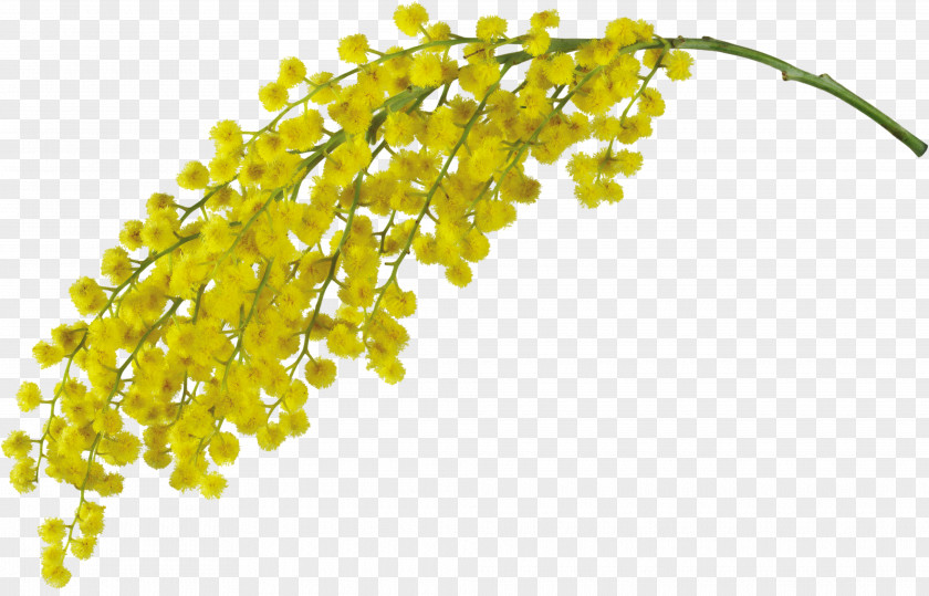 Mimosa Pudica Acacia Dealbata Flower Clip Art PNG