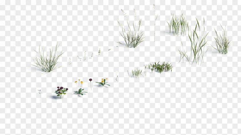 Water Grass Line Art Grasses Flower Pine PNG