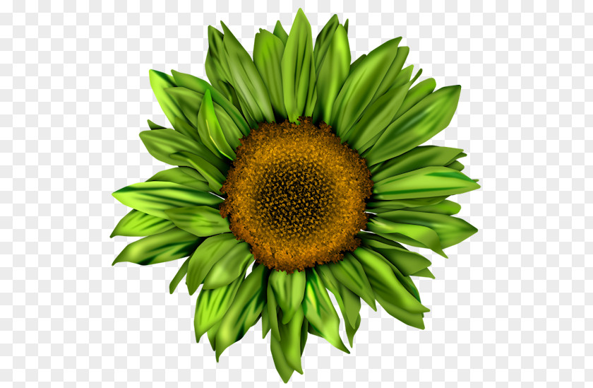 Common Sunflower Pin Brooch Red PNG