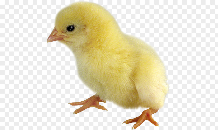 Duck Kifaranga Chicken Broiler PNG