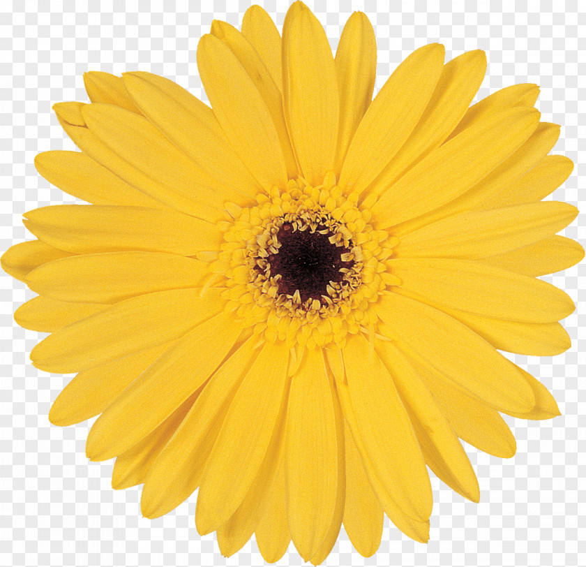 Gerbera Stock Photography PNG