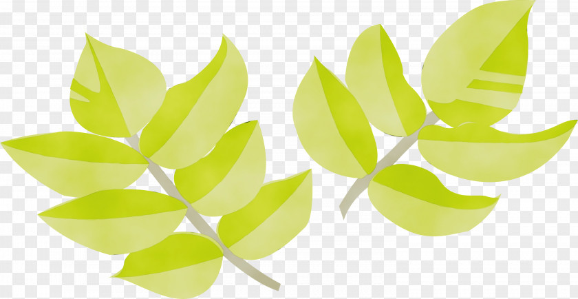 Leaf Green Plant Yellow Flower PNG