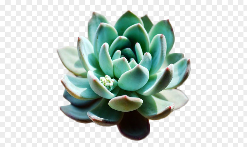 Lotus Succulent Plant Flowerpot Haworthia PNG