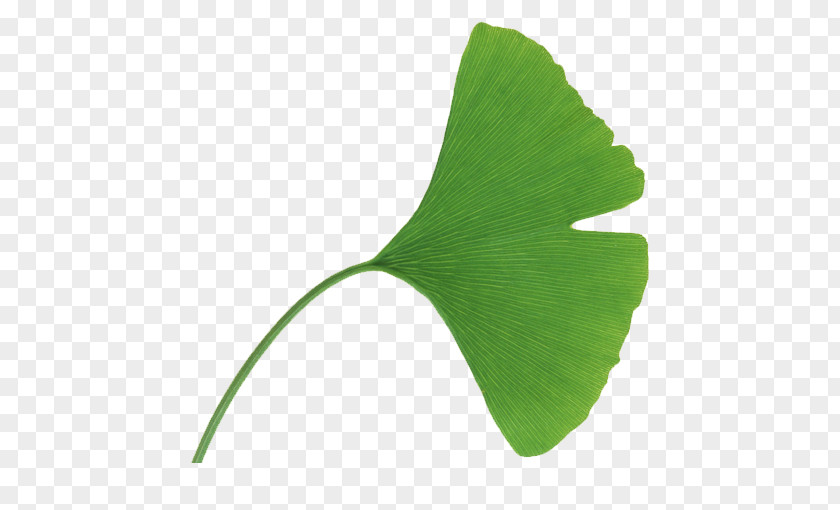 Apricot Leaves,plant Ginkgo Biloba Extract Leaf Euclidean Vector PNG