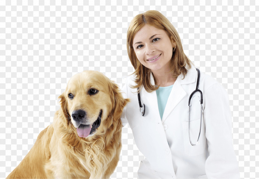 Cat Veterinarian Veterinary Medicine Pet Poster PNG