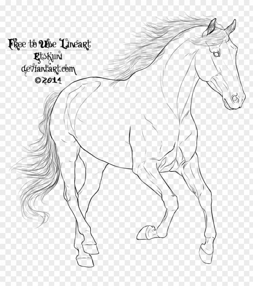 Mustang Pony Arabian Horse Andalusian Mane PNG