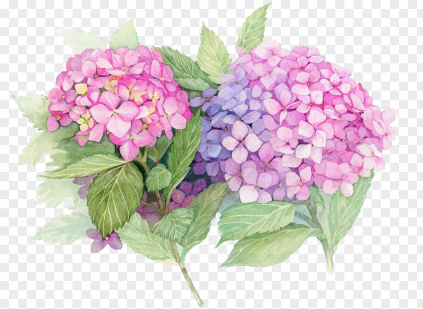 Purple Watercolor Flowers French Hydrangea Paper Painting Flower Decoupage PNG