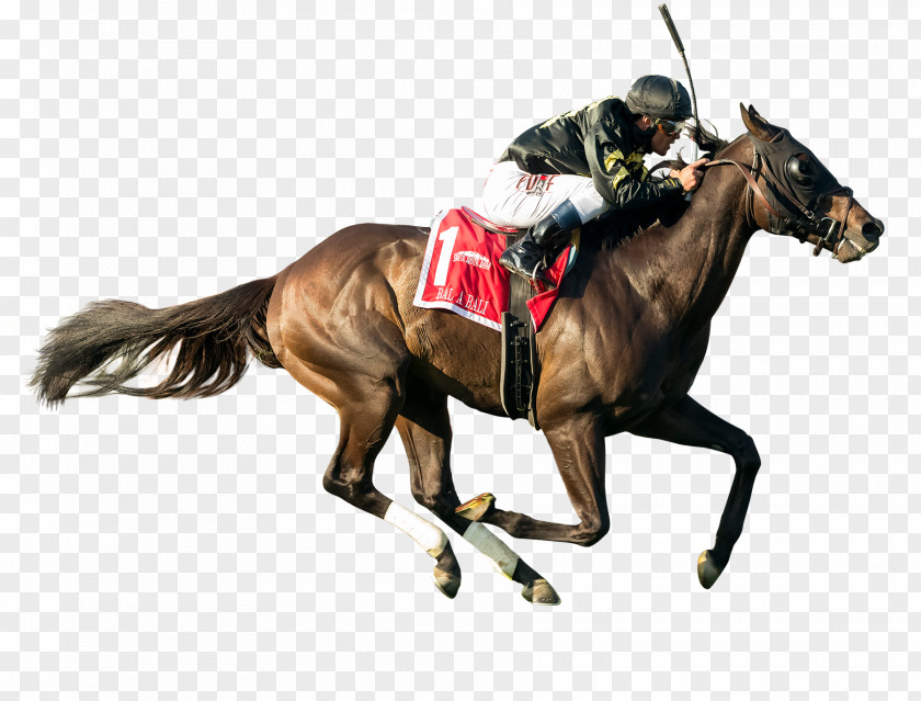 Racing Horse Video Stallion Hashtag PNG