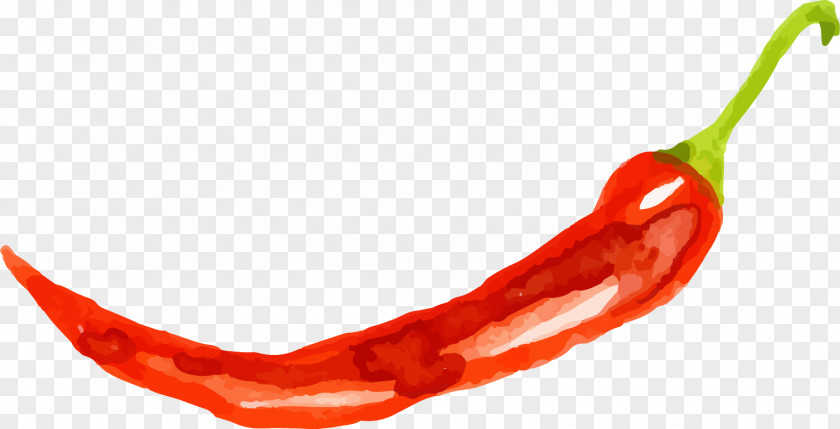 Vector Painted Pepper Tabasco Cayenne Chile De Xe1rbol Chili PNG