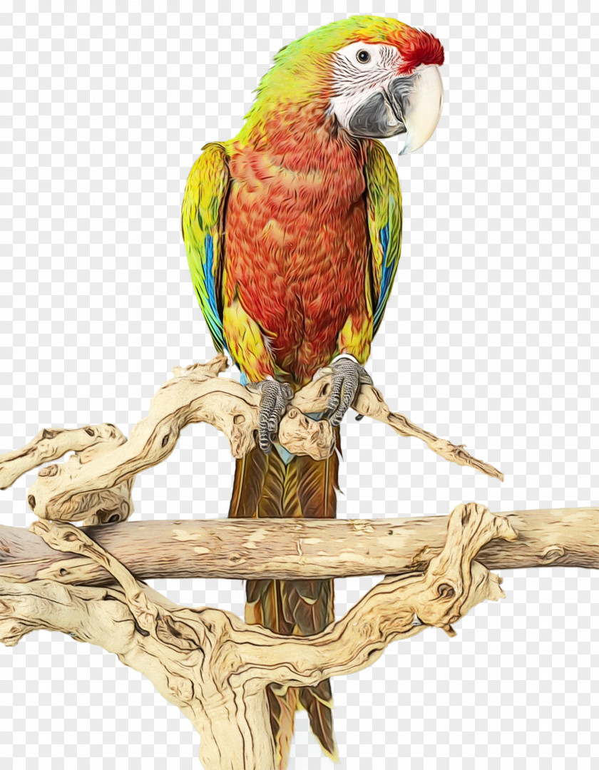Bird Supply Toy Macaw Parrot Beak Parakeet PNG