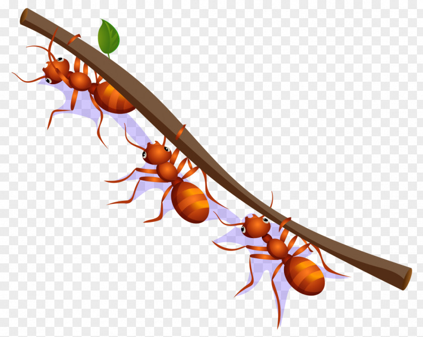 Cartoon Painted Red Ants Move Branches Ant Drawing PNG