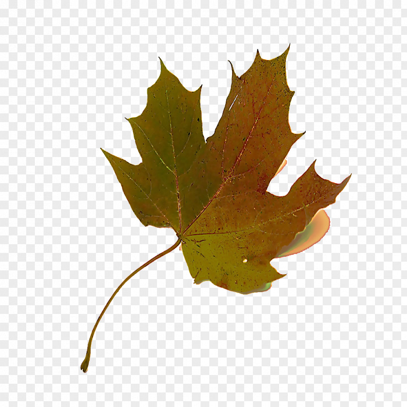 Deciduous Holly Maple Leaf PNG