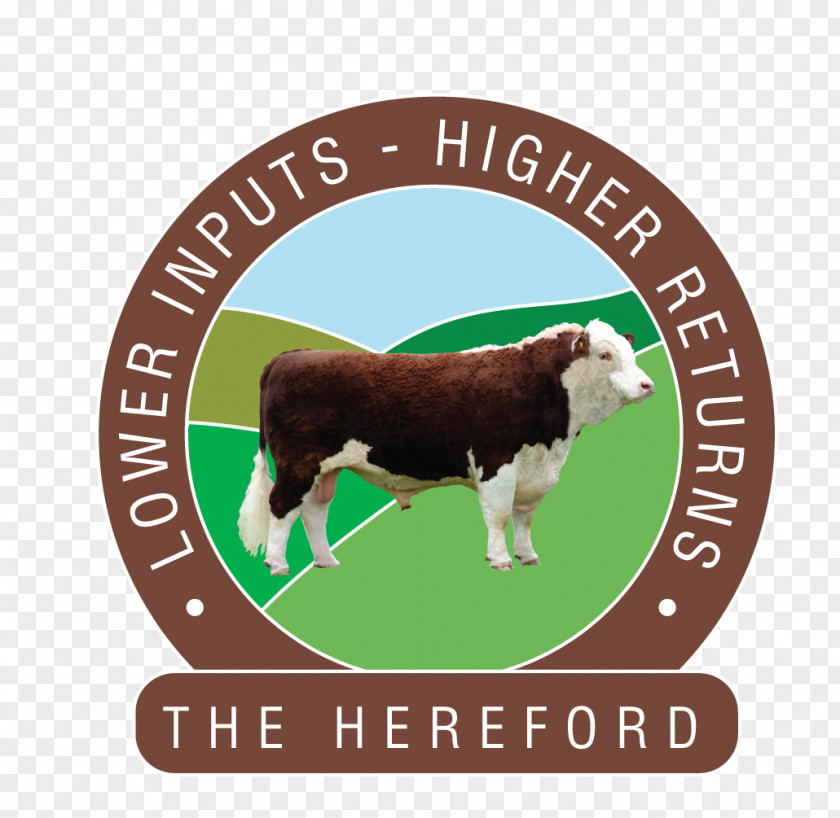 Hereford Cow Outline Cattle Beefmaster Beef Angus Limousin PNG