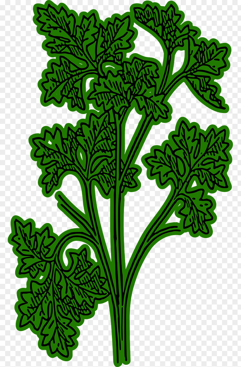 Plant Chervil Herb French Cuisine Clip Art PNG