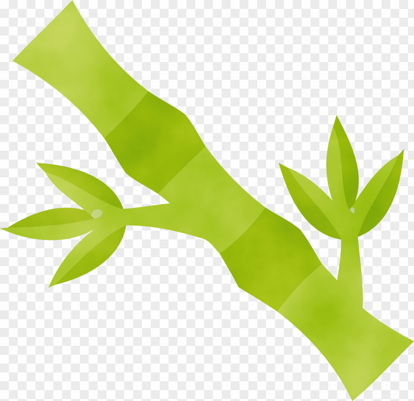 Plant Stem Leaf Grasses Family Plants PNG