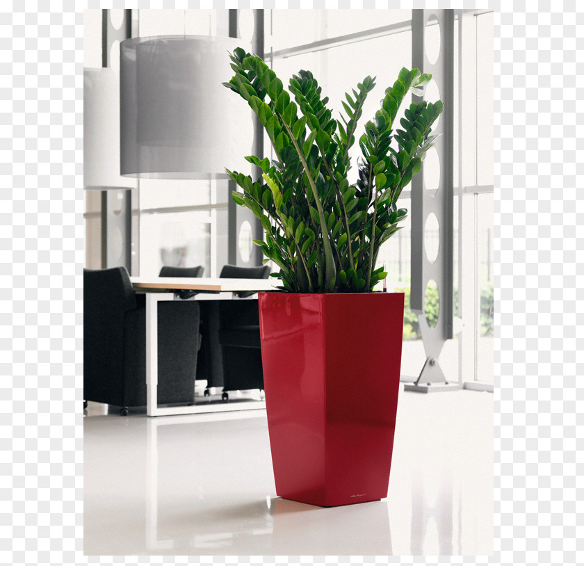 Plants Zanzibar Gem Houseplant Indoor Gardening Woody Plant PNG