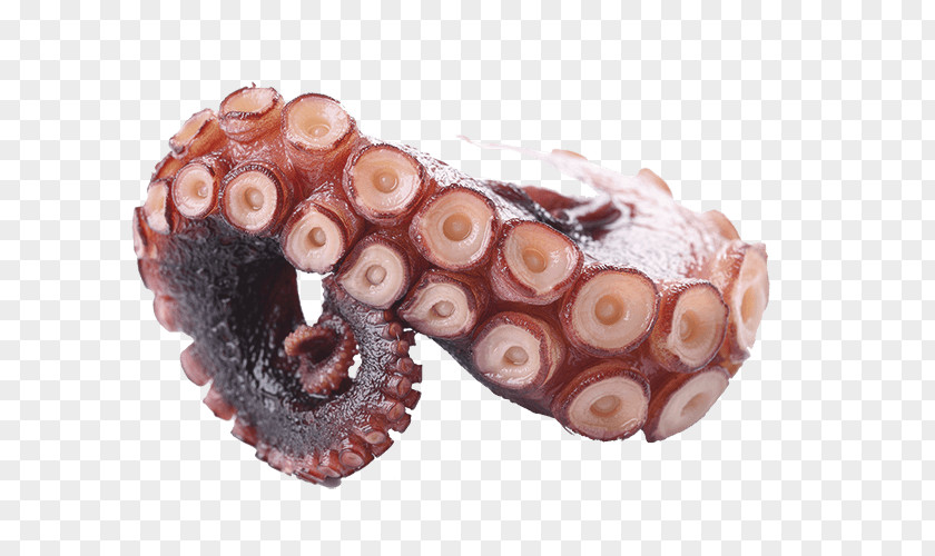 Shutter Stock Octopus PNG