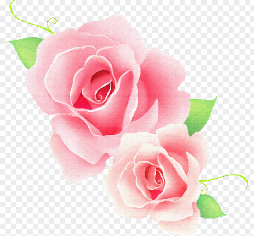 Zy Vector Graphics Rose Clip Art Image Flower PNG
