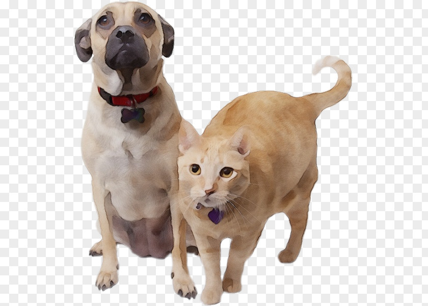 Ancient Dog Breeds Sporting Group Breed Labrador Retriever Snout PNG