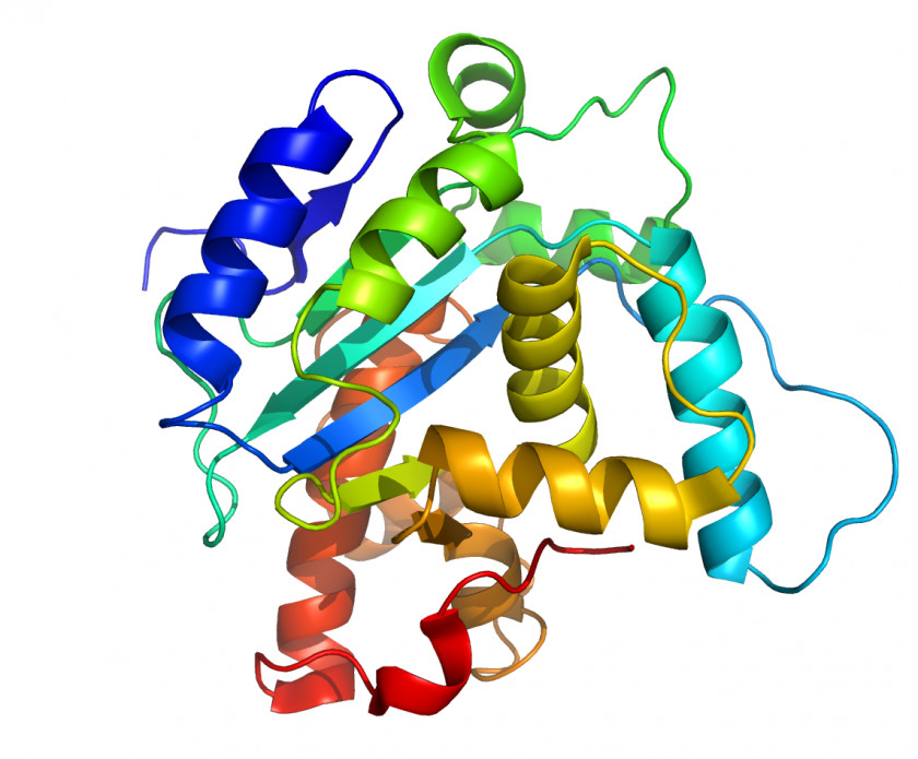 Proteins Cliparts Protein Structure Amino Acid Biology PNG